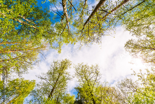 Variety crowns of the trees in the spring forest against the cloudy sky with the sun. Bottom view of the trees