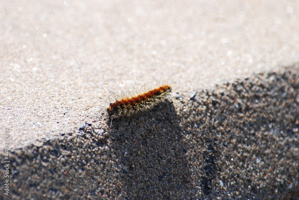 Thaumetopoea pityocampa caterpillar on a sidewalk Thaumetopoea pityocampa caterpillar on a sidewalk