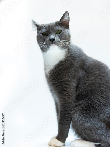 Gatita gris ojos verdes mirando fijamente pelaje gris close up felino mascota fondo blanco photo