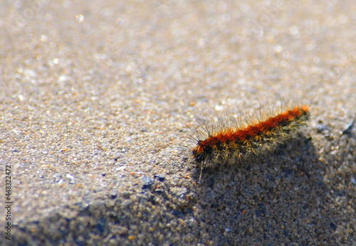 Thaumetopoea pityocampa caterpillar on a sidewalk photo