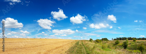 Wheat field and sky