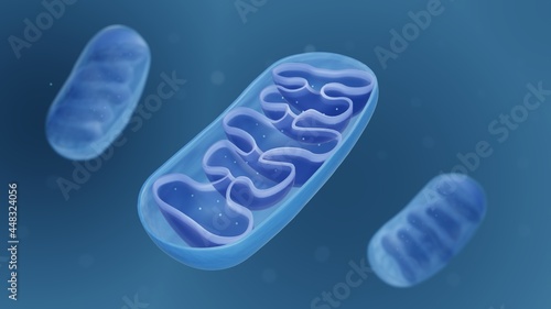 Mitochondria, Cross section view of a mitochondrion photo