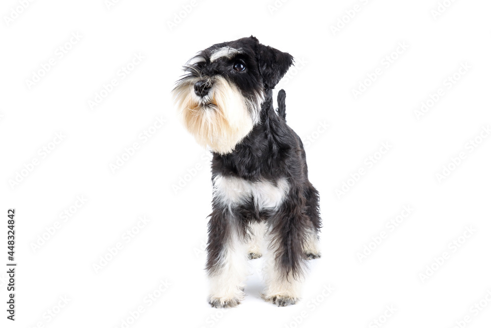 miniature schnauzer  puppy