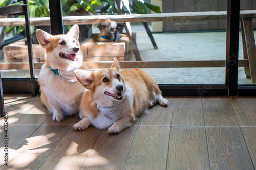 Adorable brown welsh corgi sitting on wood floor while learning something and looking owner at home. Two Corgi doggy playing with people in the room. Dog training or Relationship animal concept. © kaew6566