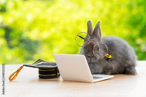 фотографія Newborn tiny bunny brown rabbit wearing eye glasses graduation cap looking at small laptop while sitting on the wood over bokeh nature background