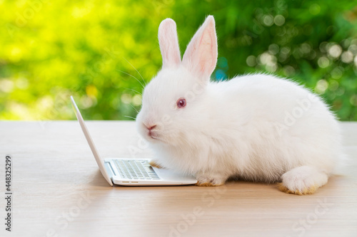 Newborn tiny white bunny with small laptop sitting on the wood. Lovely baby rabbit looking at notebook on bokeh natural background. Easter holiday animal and technology e-learning concept.