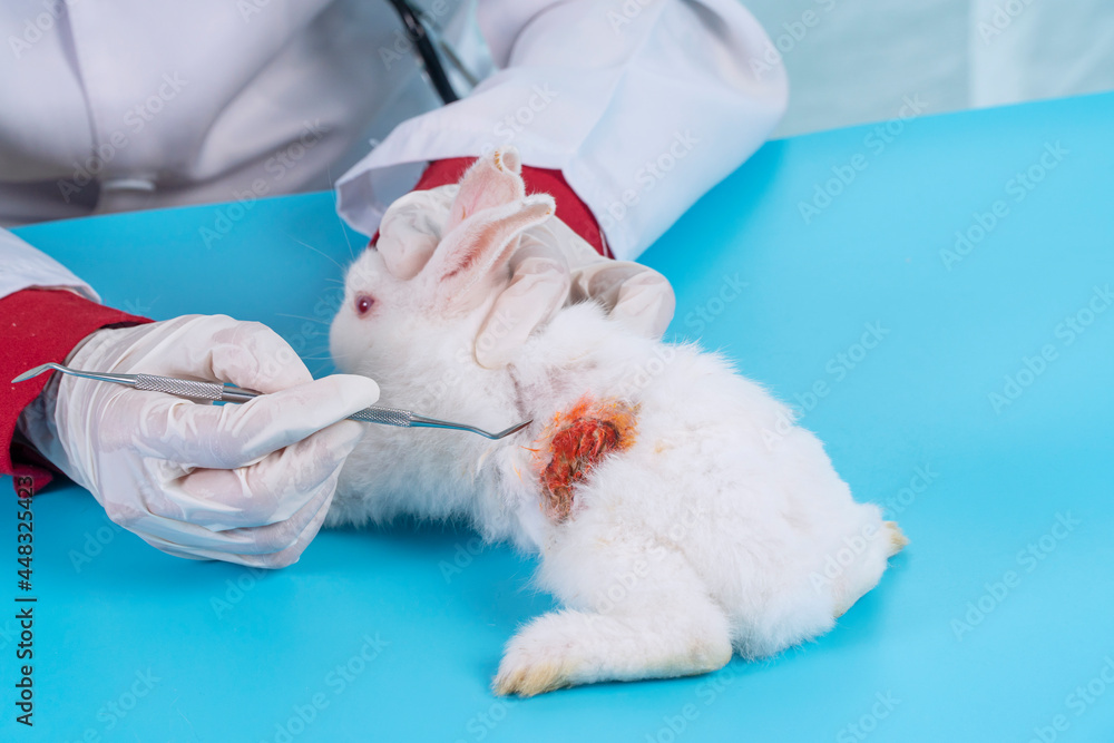 Veterinarian and health care animal concept. Veterinary woman wear uniform and gloves with stethoscope treatment wound sick white rabbit bunny on table in the clinic. Veterinarian and health care animal concept. Veterinary woman wear uniform and gloves with stethoscope treatment wound sick white rabbit bunny on table in the clinic.
