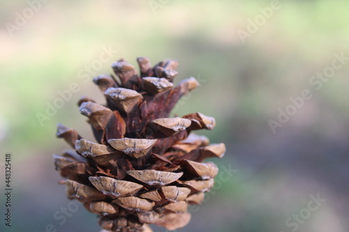 close up of a dry pine cone