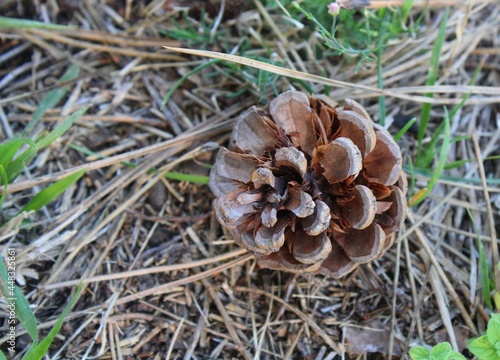 Dry pine cone on the forest ground