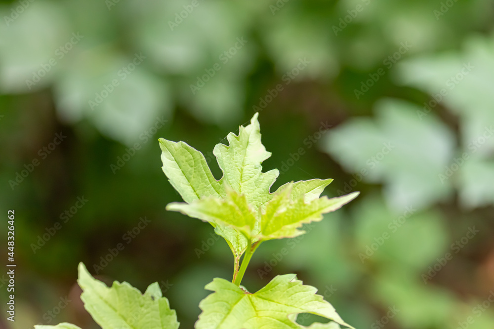 Green leaves with nice blurred background Green leaves with nice blurred background
