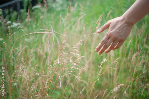 꽃을 맞이하는 손 © kangnam
