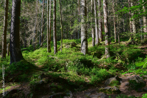 Green summer forest without people  animals and birds.