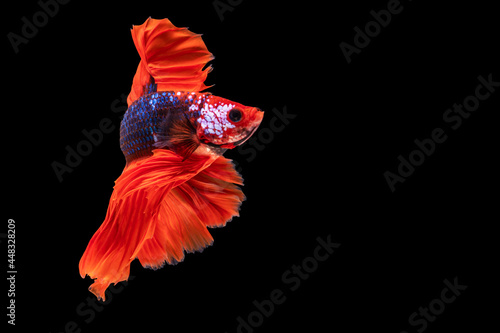 Multicolor Betta splendens fighting fish in Thailand on isolated black background. The moving moment beautiful of orange Siamese betta fish with copy space.