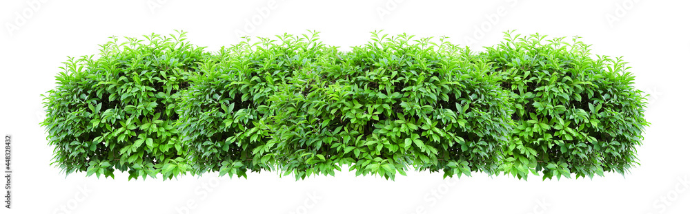 Tropical Flower shrub bush fence tree isolated  plant with clipping path