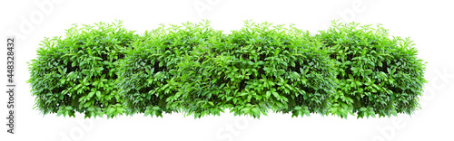 Tropical Flower shrub bush fence tree isolated  plant with clipping path