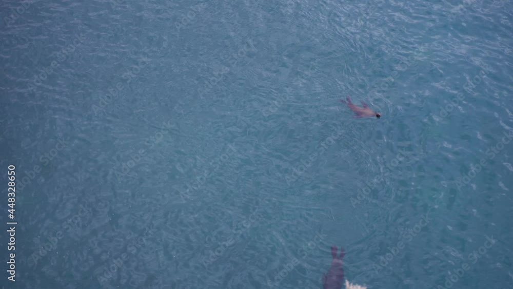 Sea lions in Punta Loma, Puerto Madryn, Chubut Province, Patagonia Argentina - 4K Sea lions in Punta Loma, Puerto Madryn, Chubut Province, Patagonia Argentina - 4K