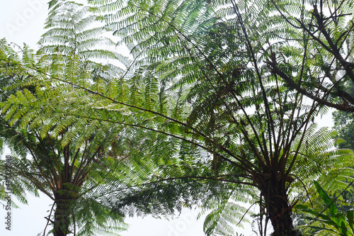 Dicksonia sellowiana. A large, robust tree fern .