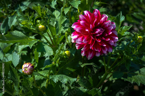 In the garden, a dark pink dahlia against a background of greenery.
