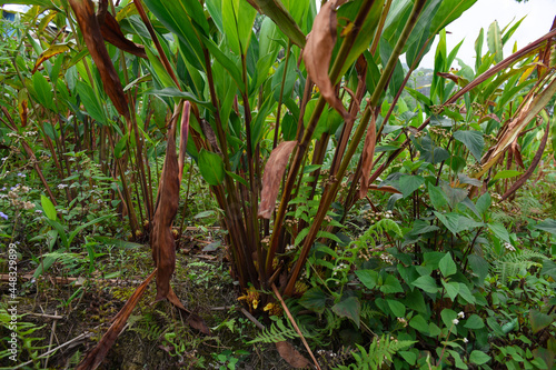 Cultivation of Amomum subulatum, known as large cardamom photo