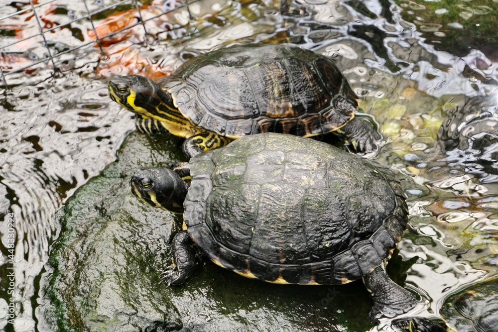 Obraz premium Wasserschildkröten