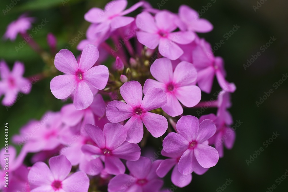 Phlox paniculata pink flowers. Polemoniaceae perennial plant.