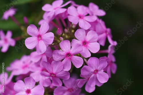 Phlox paniculata pink flowers. Polemoniaceae perennial plant. © tamu