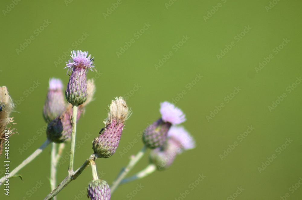 Creeping thistle in bloom closeup view with green background Creeping thistle in bloom closeup view with green background