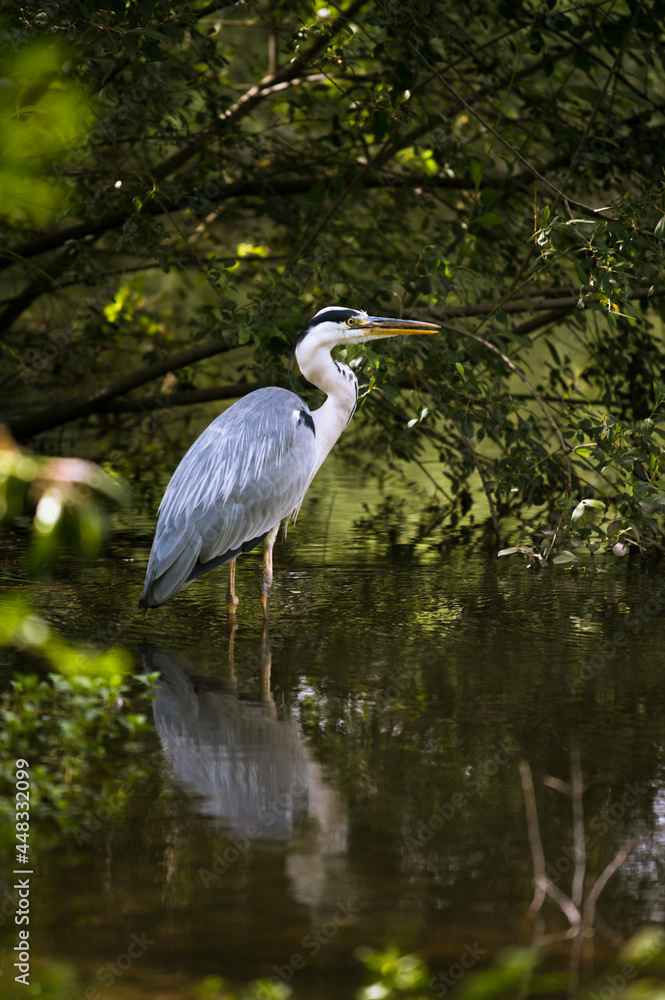 Graureiher steht im Wasser eines Teichs