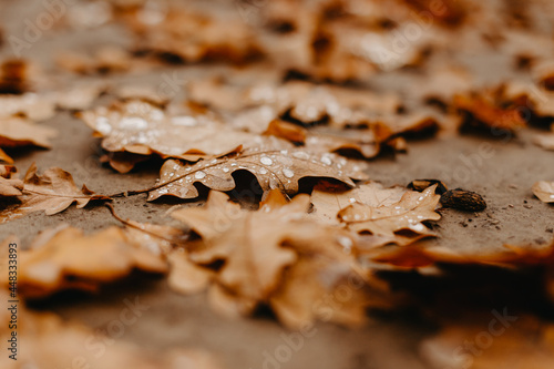 Close-up fallen oak leaves with dew. Autumn oak leaves. Water drops on fall oak leaves closeup. Dry Autumn Oak Leaf Covered by Water Drops of Rain on Ground in park.