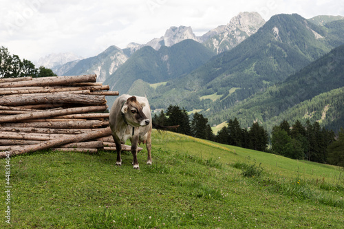 Gray cow on the alpine pasture. Austria