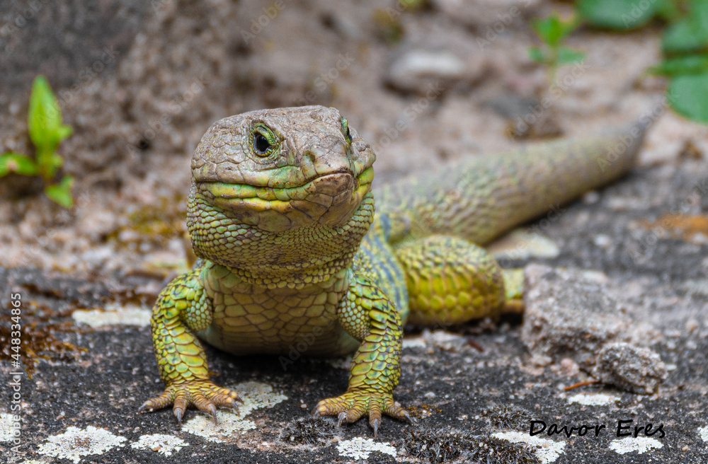 Fototapeta premium Lizard 