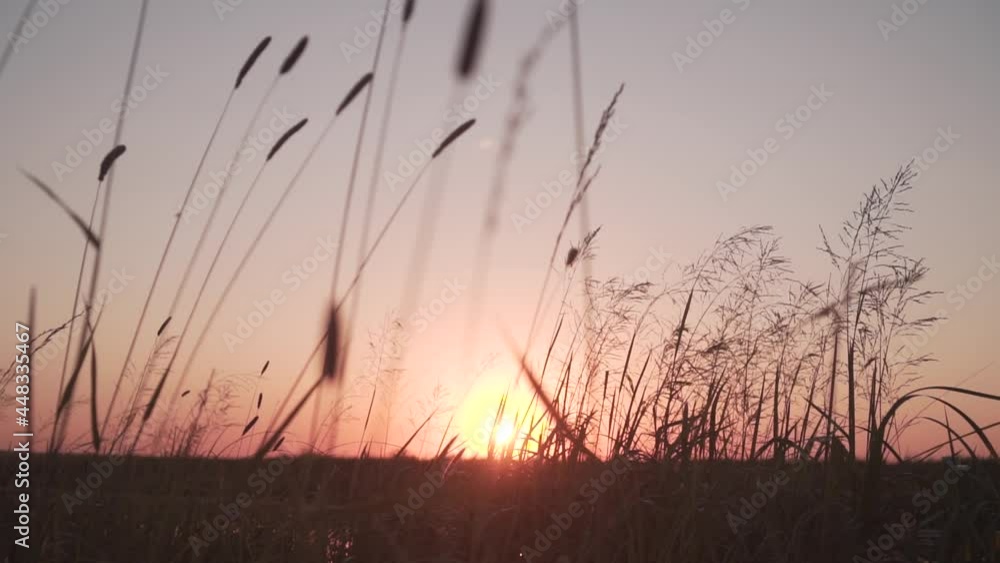 Moving Grass on the Background of the Sun and Sunset. Grass on the Background of Magic Sunset, Summer Time. Silhouette grass on sunset background Moving Grass on the Background of the Sun and Sunset. Grass on the Background of Magic Sunset, Summer Time. Silhouette grass on sunset background