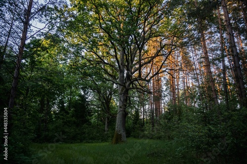 an oak tree in the forest at sunset, an old tree