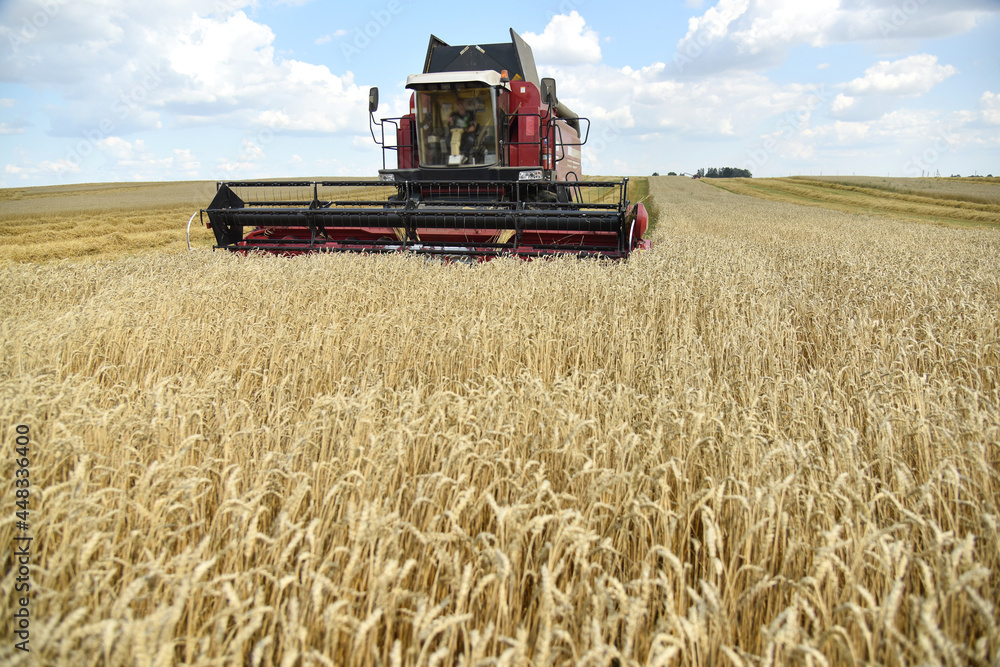 Obraz premium The combine harvester works in the field, the summer grain harvest.