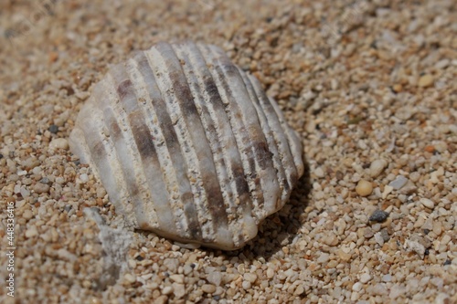 shell on the sand