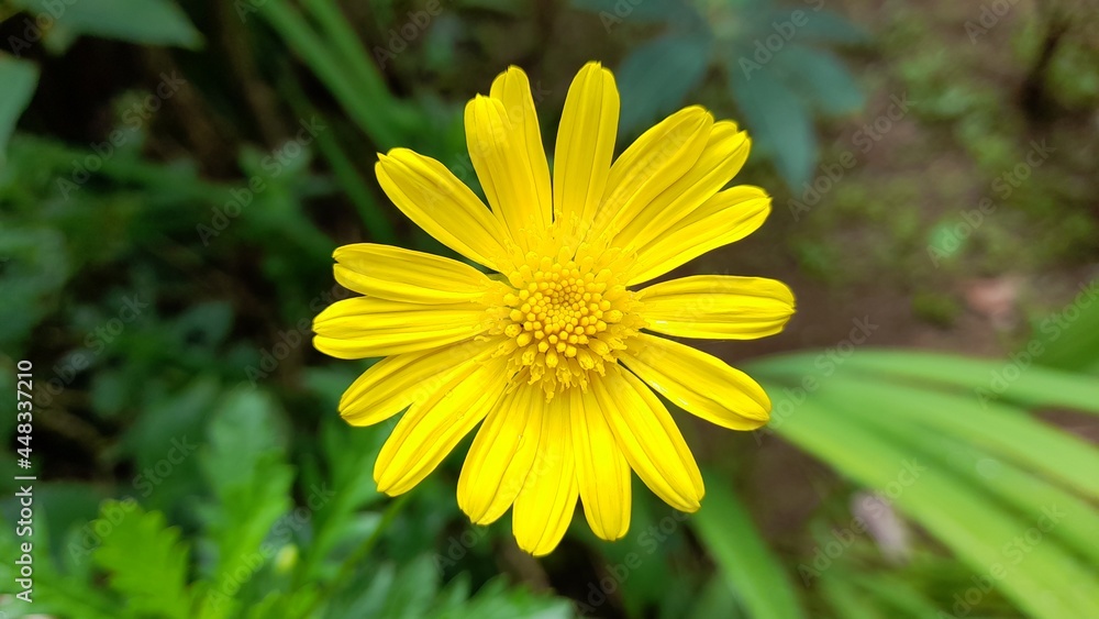 Obraz premium yellow flower