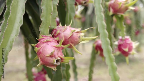 Frish ripe redred dragon fruit wait harvest in organic fruit farm. photo