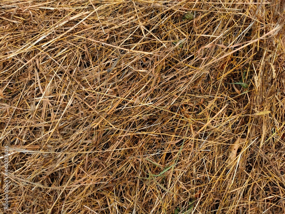 hay tangled blades of grass animal feed farm hay tangled blades of grass animal feed farm