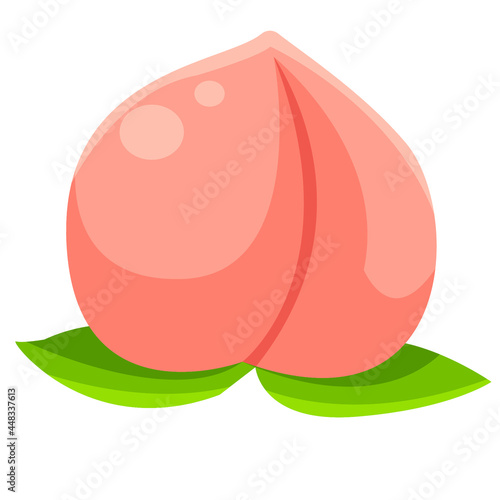 nectarine peach fruit vector art