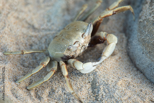 Blue Swimmer Crab