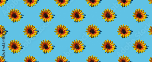 Pattern of sunflower on blue pastel background