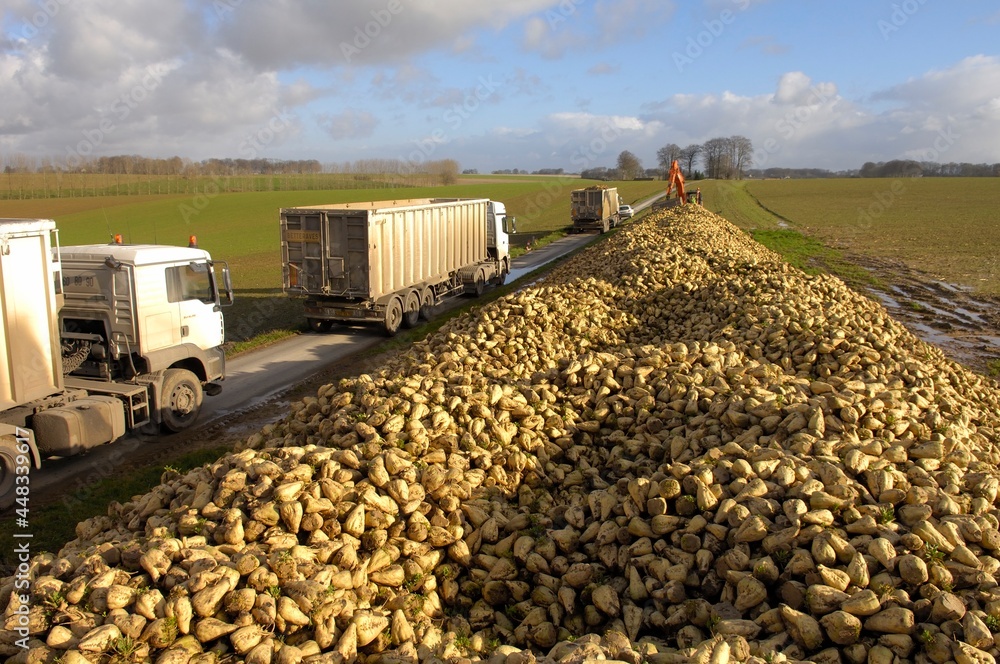 Chargement De Betterave Dans Un Camion 3 Essieux 44 Tonnes Sur Le Bord chargement-de-betterave-dans-un-camion-3-essieux-44-tonnes-sur-le-bord