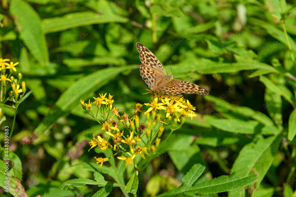 Fototapeta premium ハンゴンソウとチョウ
