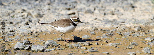 Little ringed plover // Flussregenpfeifer  (Charadrius dubius)  photo