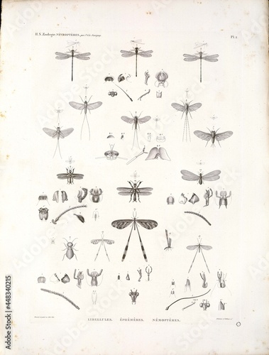 Obraz na plátně A study of biota and nature in North Africa