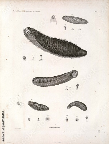 Fotografie A study of biota and nature in North Africa