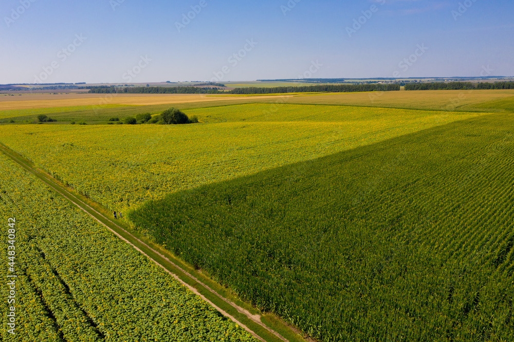 Aerial view of corn and sunflower field.