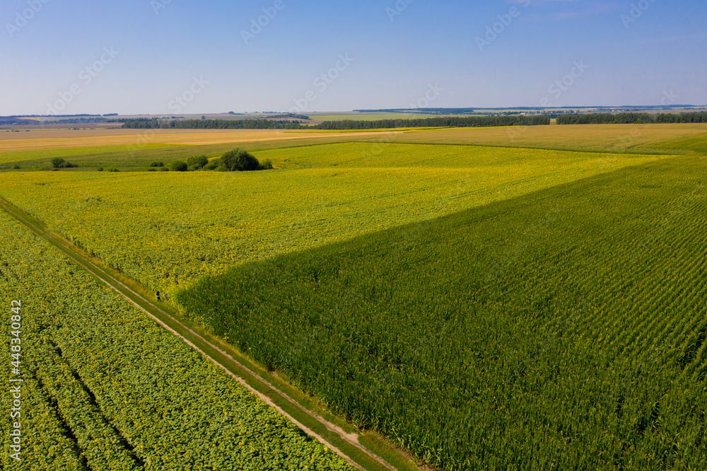 Aerial view of corn and sunflower field. Aerial view of corn and sunflower field.