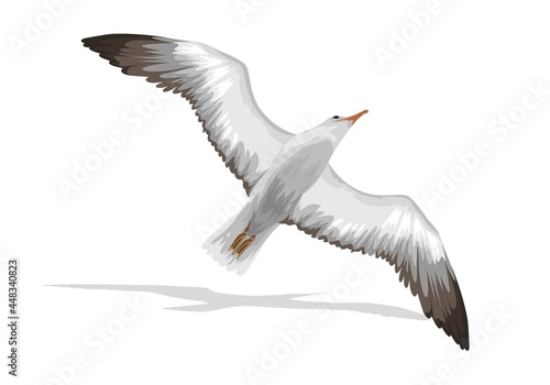larus laridae aves bird illustration vector