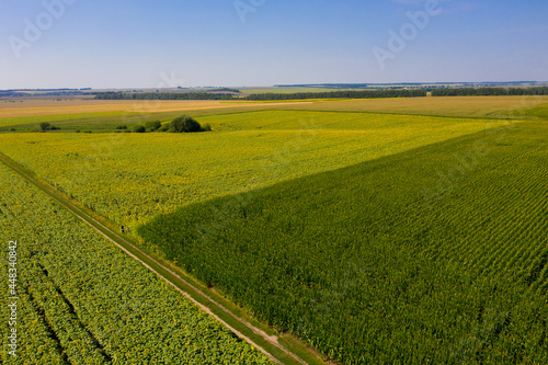Aerial view of corn and sunflower field.